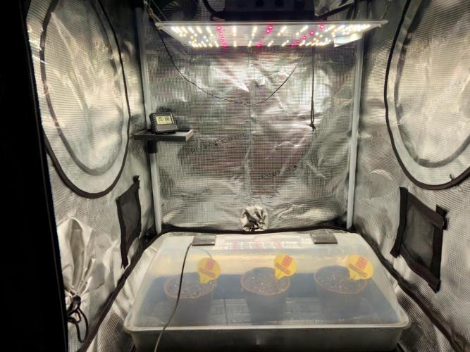 Purple overload (CCG) Sensible Seeds. Week 0