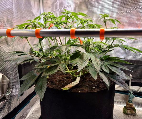 F026 - The Tropical Ice Cream One (USA). Week 9