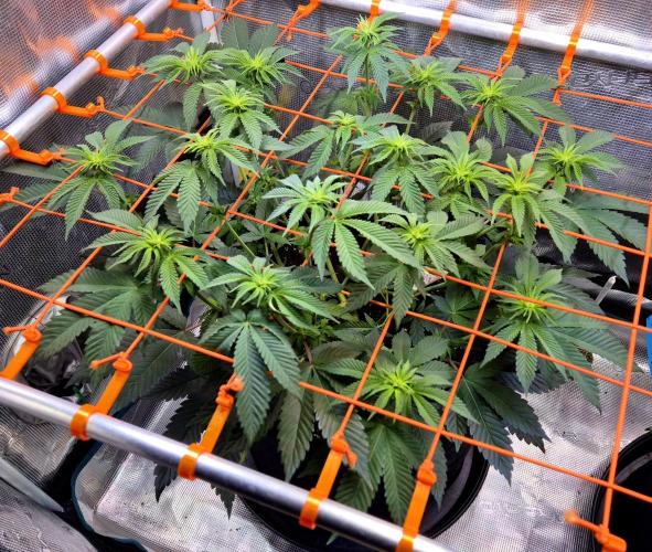 F026 - The Tropical Ice Cream One (USA). Week 9