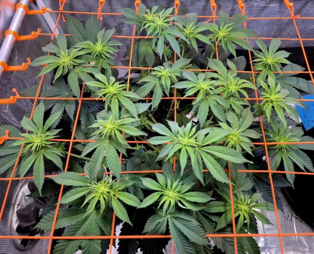 F026 - The Tropical Ice Cream One (USA). Week 9