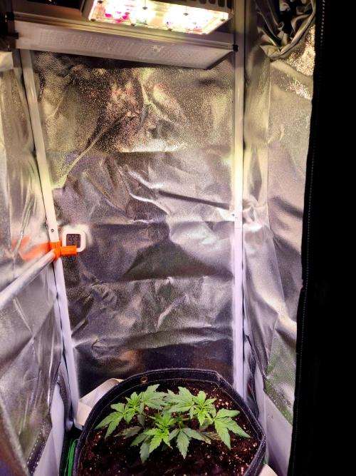 The Gassy one (no Contest). Week 5