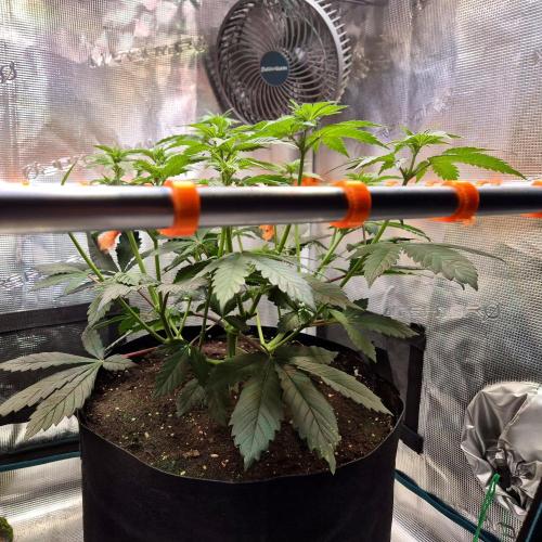 Rainbow Hitter. Week 9
