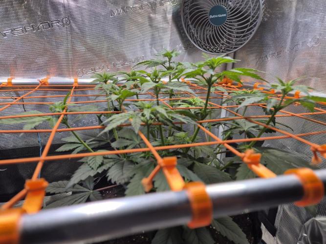 Rainbow Hitter. Week 9