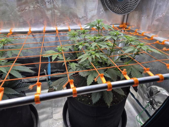 Rainbow Hitter. Week 9