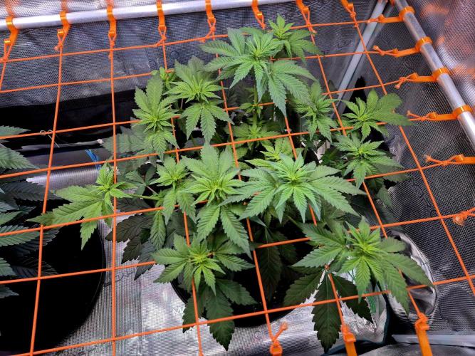 Rainbow Hitter. Week 9