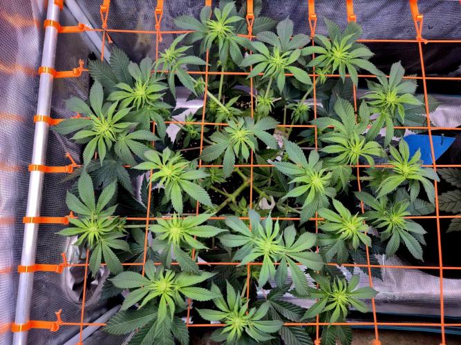 F026 - The Tropical Ice Cream One (USA). Week 9