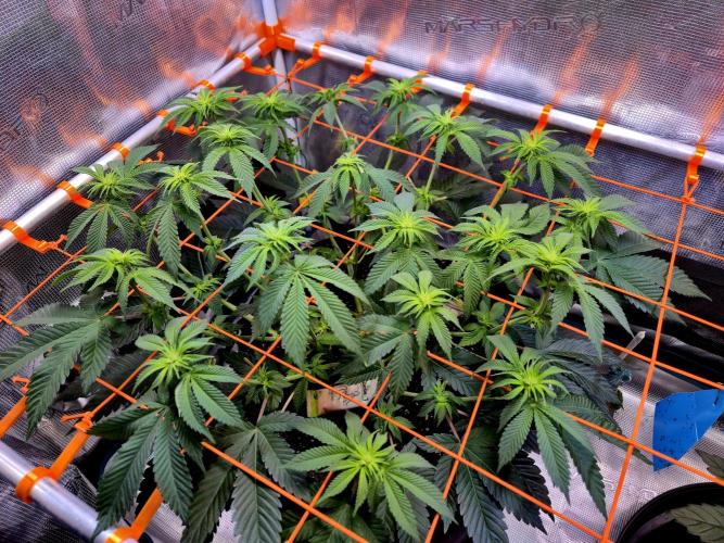 F026 - The Tropical Ice Cream One (USA). Week 9