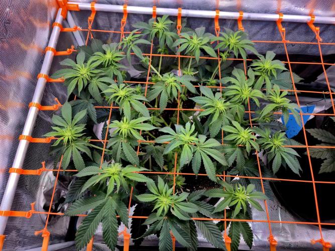 F026 - The Tropical Ice Cream One (USA). Week 9