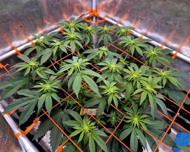 F026 - The Tropical Ice Cream One (USA). Week 9