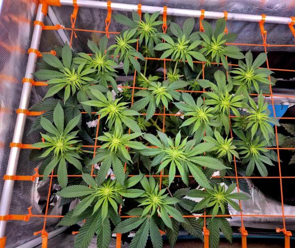 F026 - The Tropical Ice Cream One (USA). Week 9