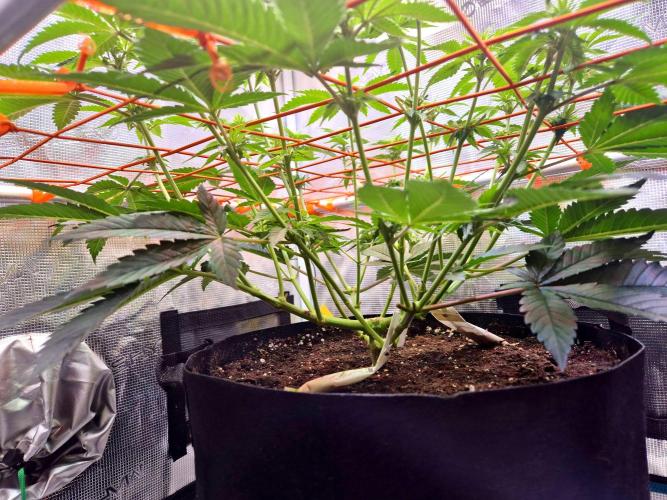 F026 - The Tropical Ice Cream One (USA). Week 9