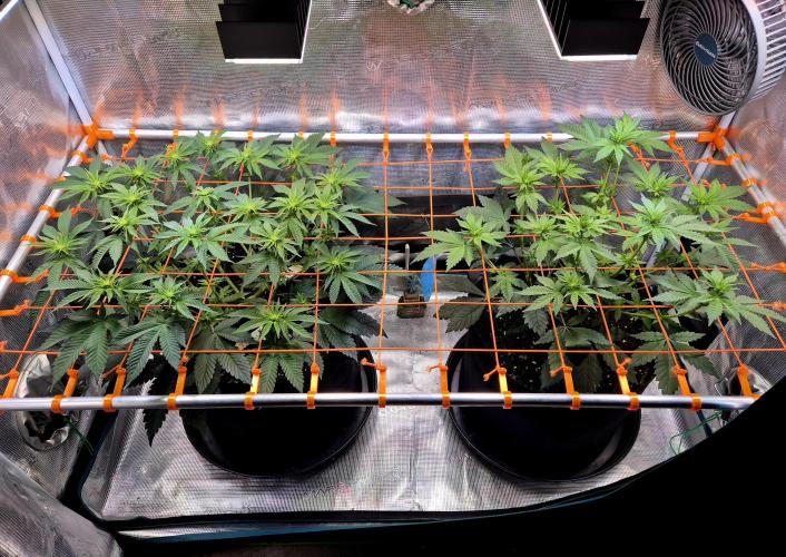 F026 - The Tropical Ice Cream One (USA). Week 9