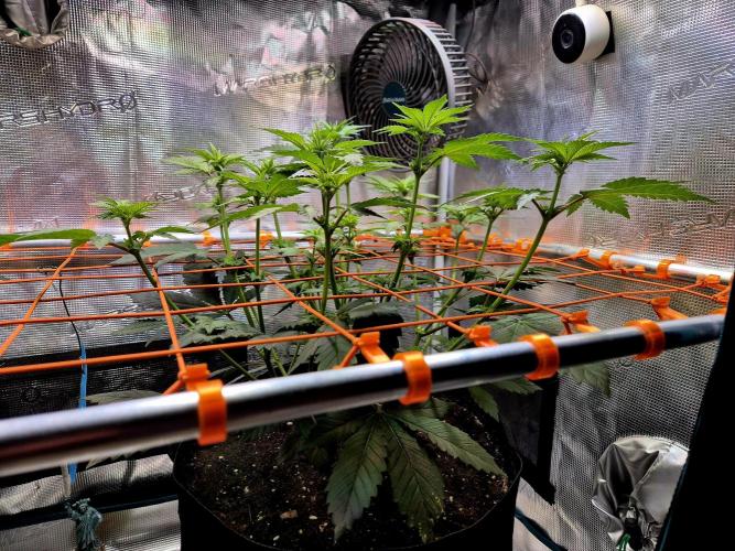 Rainbow Hitter. Week 9