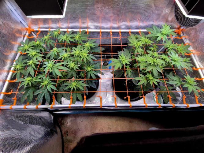 Rainbow Hitter. Week 9