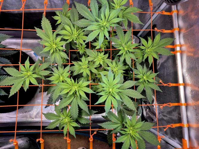 Rainbow Hitter. Week 9