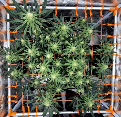 Cream Mandarine main lining. Week 12