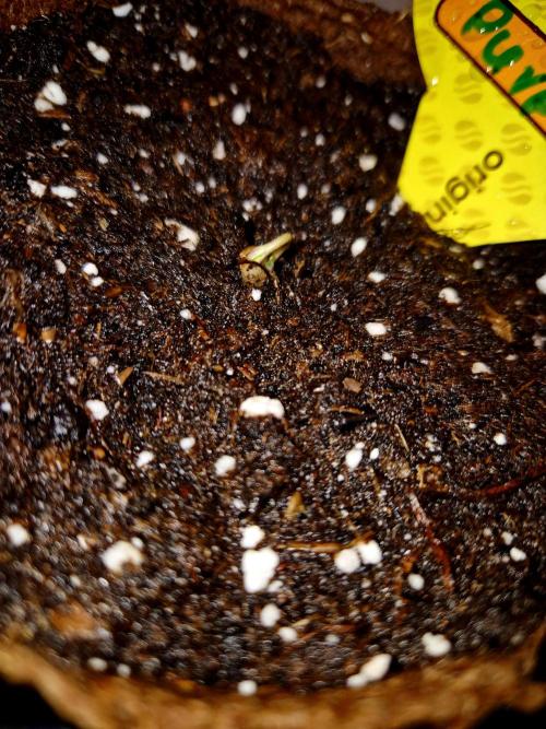 Purple overload (CCG) Sensible Seeds. Week 0