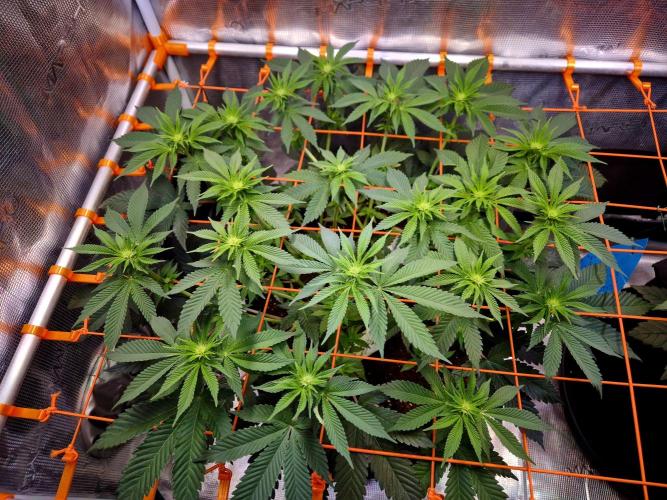 F026 - The Tropical Ice Cream One (USA). Week 9