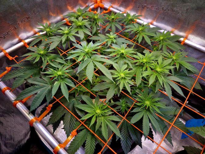 F026 - The Tropical Ice Cream One (USA). Week 9