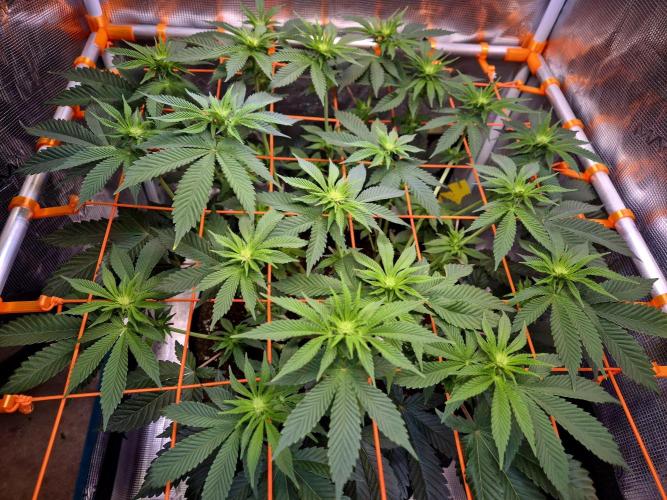F026 - The Tropical Ice Cream One (USA). Week 9