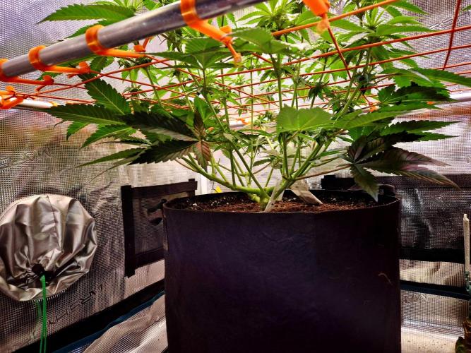 F026 - The Tropical Ice Cream One (USA). Week 9