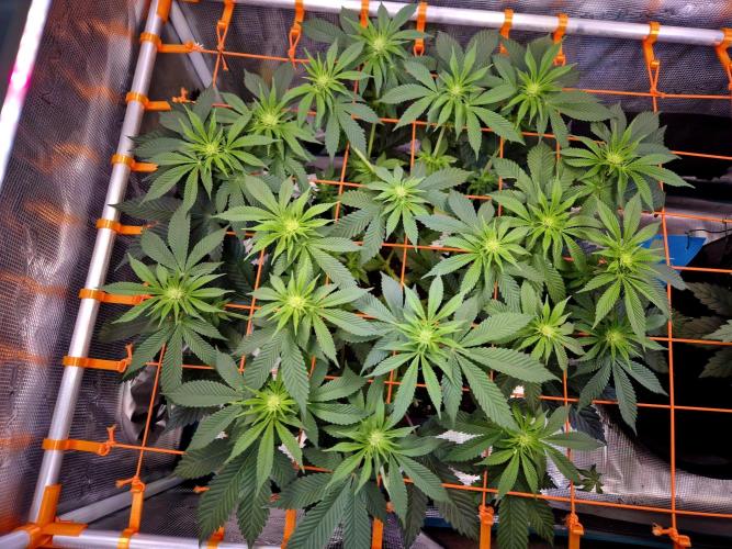 F026 - The Tropical Ice Cream One (USA). Week 9