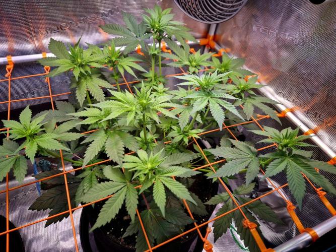 Rainbow Hitter. Week 9