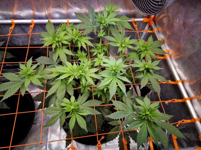 Rainbow Hitter. Week 9