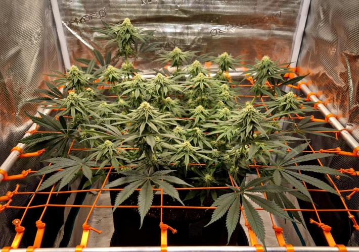 Cream Mandarine main lining. Week 13