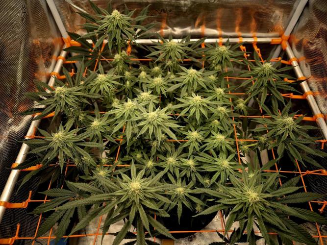 Cream Mandarine main lining. Week 13