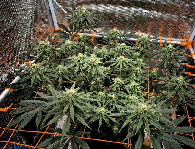 Cream Mandarine main lining. Week 13