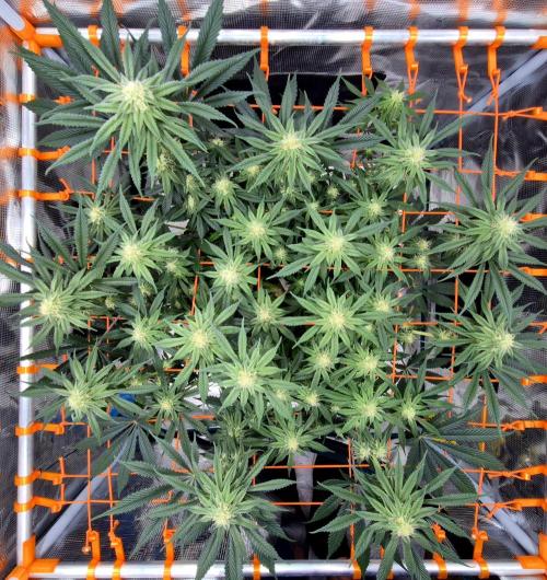 Cream Mandarine main lining. Week 13