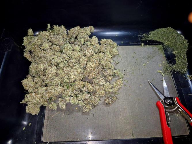 Special Kush (clone) main lining. Week 15