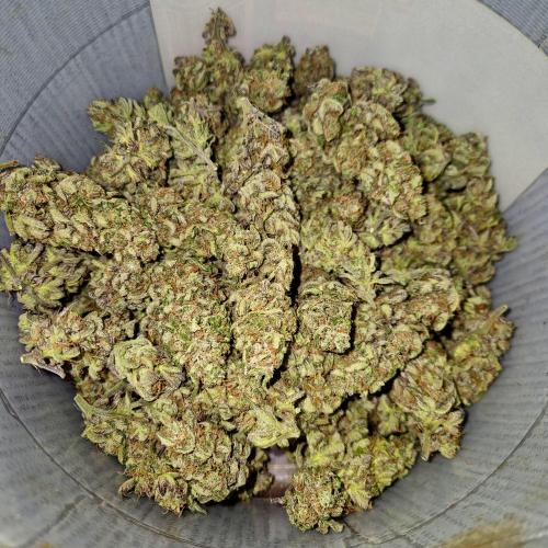Special Kush #1. Week 15