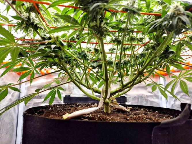 Cream Mandarine main lining. Week 13