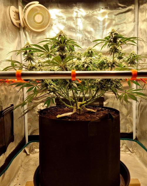 Cream Mandarine main lining. Week 13