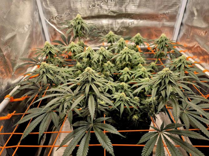 Cream Mandarine main lining. Week 13