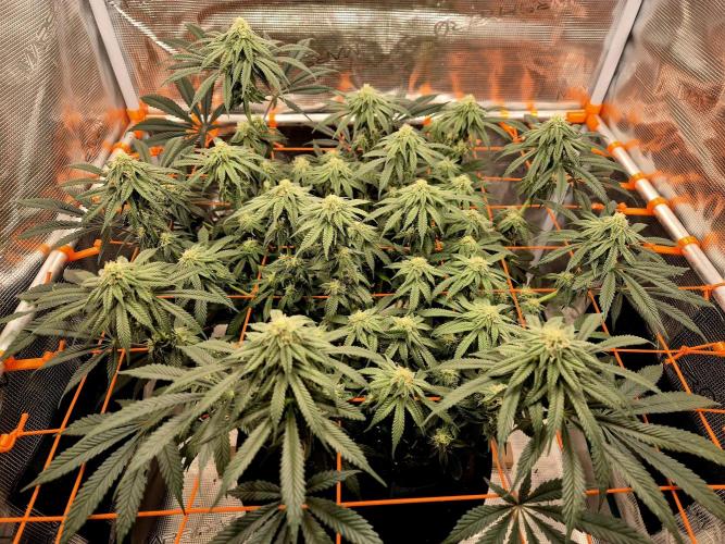 Cream Mandarine main lining. Week 13