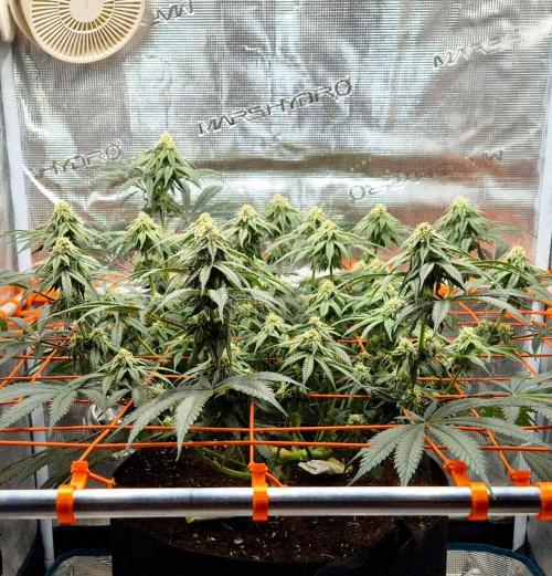 Cream Mandarine main lining. Week 13
