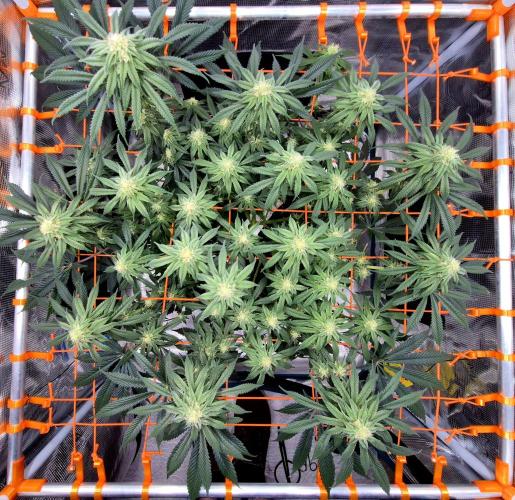 Cream Mandarine main lining. Week 13