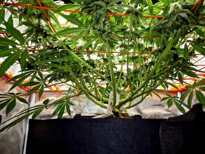 Cream Mandarine main lining. Week 13
