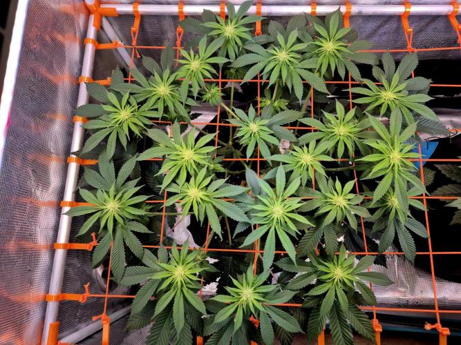 F026 - The Tropical Ice Cream One (USA). Week 9