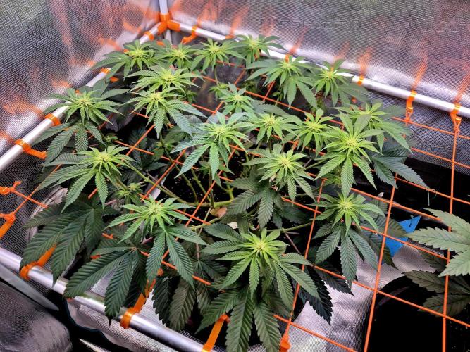 F026 - The Tropical Ice Cream One (USA). Week 9