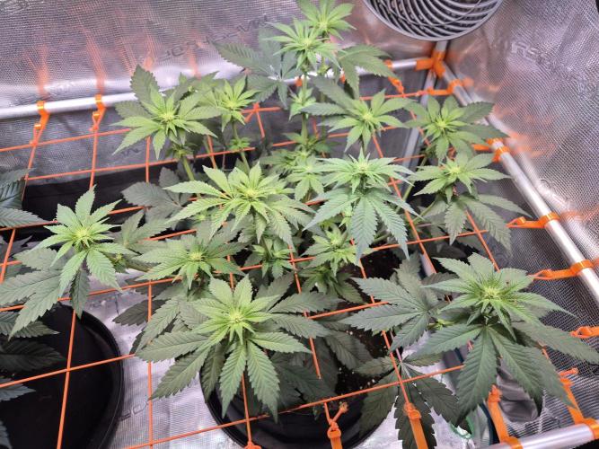 Rainbow Hitter. Week 9