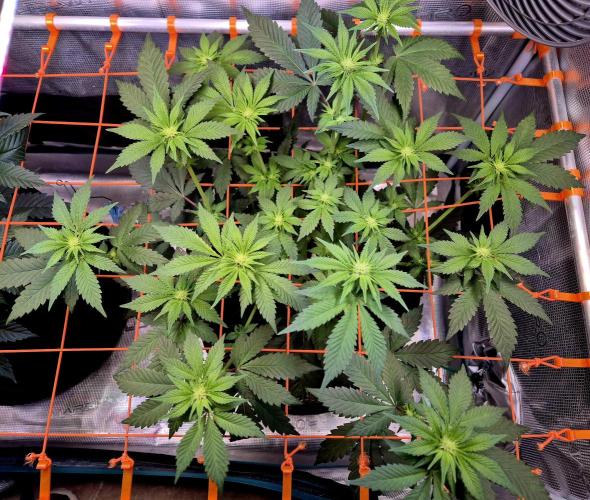 Rainbow Hitter. Week 9
