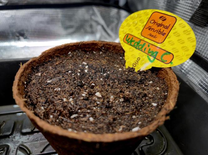 Wedding Cake (CCG) Sensible Seeds. Week 0