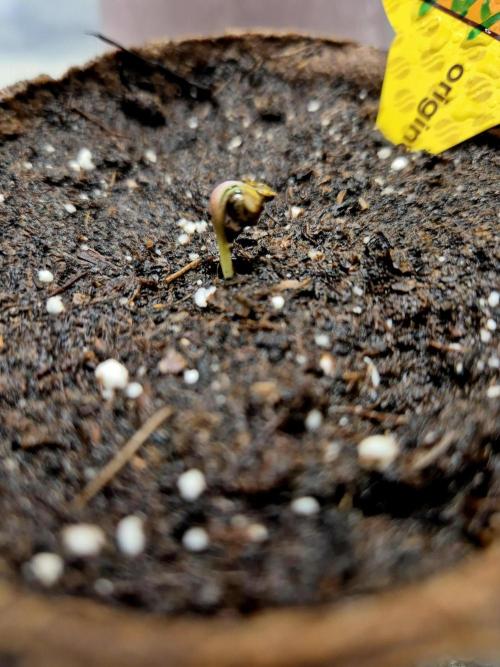 Papaya Stank (CCG) Sensible Seeds. Week 0