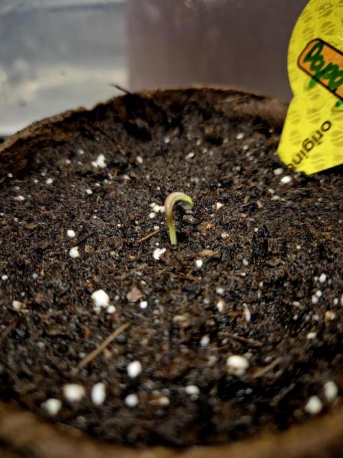 Papaya Stank (CCG) Sensible Seeds. Week 0