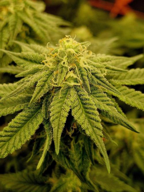 Cream Mandarine main lining. Week 13