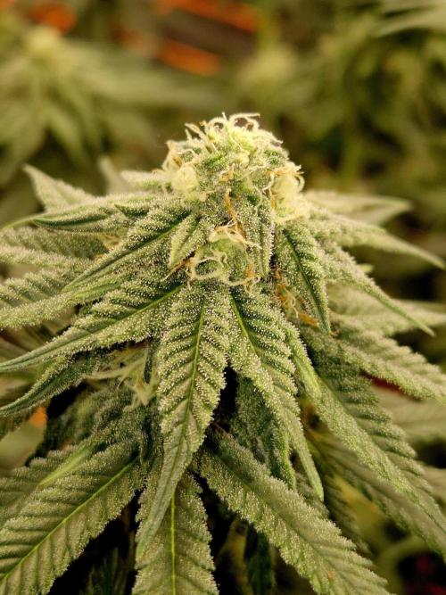 Cream Mandarine main lining. Week 13